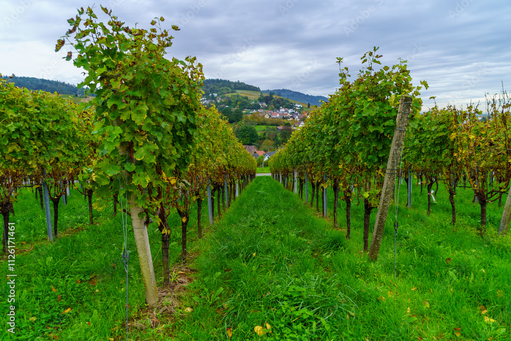 vineyards and villages, in the Black Forest vineyards and villages, in the Black Forest