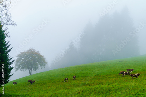 Obraz na płótnie Cows on a foggy morning, in the Black Forest w salonie