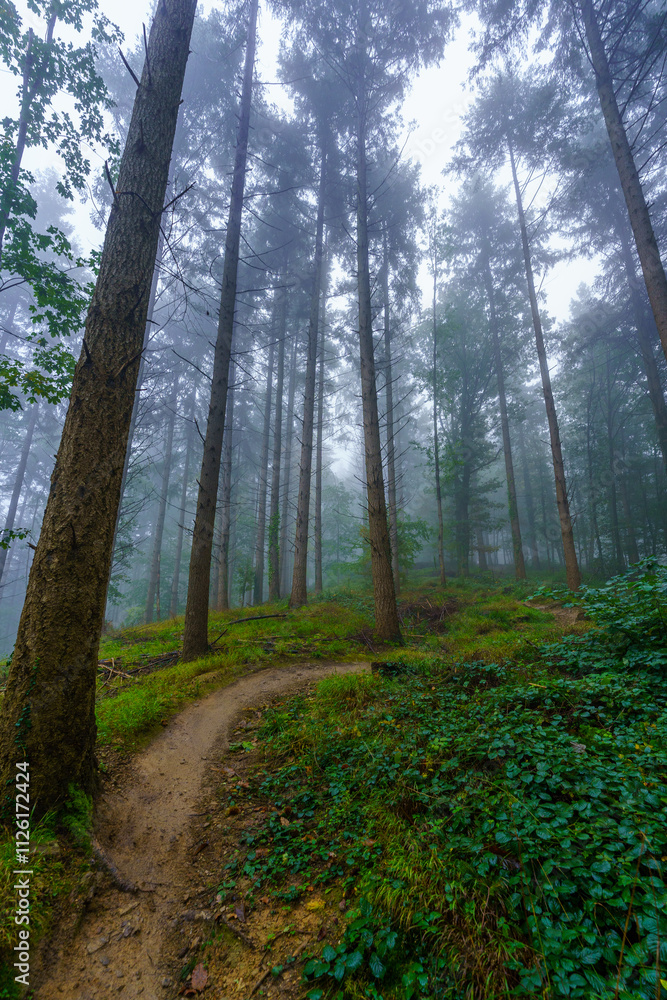 Fototapeta premium Forest on a foggy morning, the Black Forest