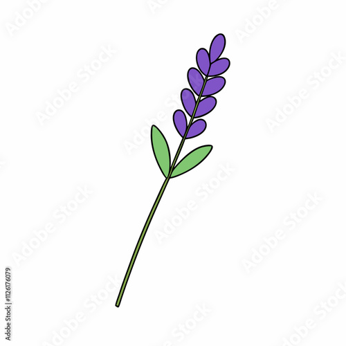 lavender Flower Color vector design