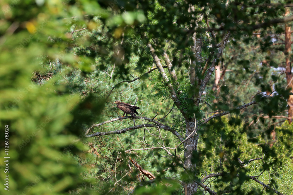 Lesser spotted eagle in the forest near Komancza village in Bieszczady mountains, Poland