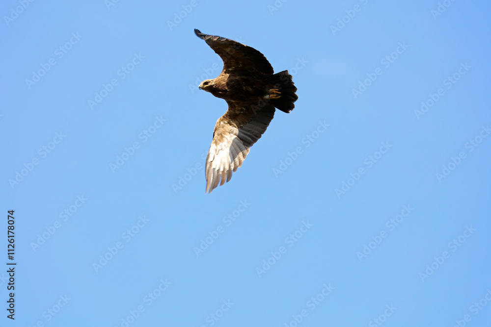 Lesser spotted eagle in flights near Komancza village in Bieszczady mountains, Poland