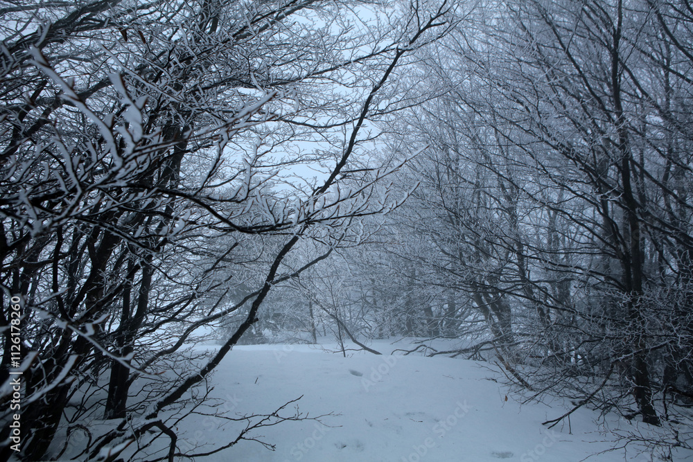 Winter landscape - on the hiking trail to Tarnica mountain - the highest peak of Bieszczady mountain range in Poland