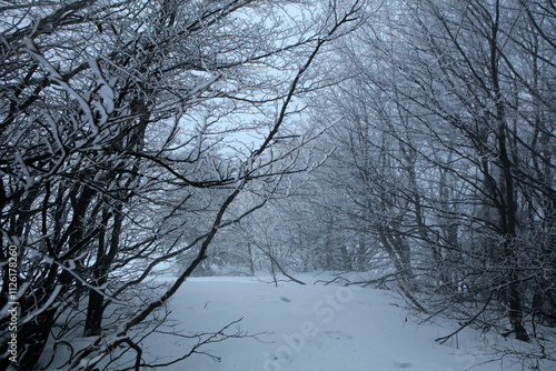 Obraz na płótnie Winter landscape - on the hiking trail to Tarnica mountain - the highest peak of Bieszczady mountain range in Poland
w salonie