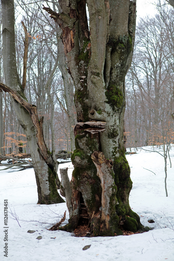 Winter landscape - on the hiking trail to Tarnica mountain - the highest peak of Bieszczady mountain range in Poland