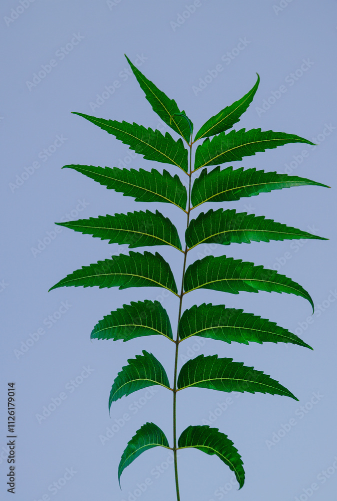 Medicinal neem leaf on white background,A branch of neem tree leaves. Natural Medicine stock photo Medicinal neem leaf on white background,A branch of neem tree leaves. Natural Medicine stock photo