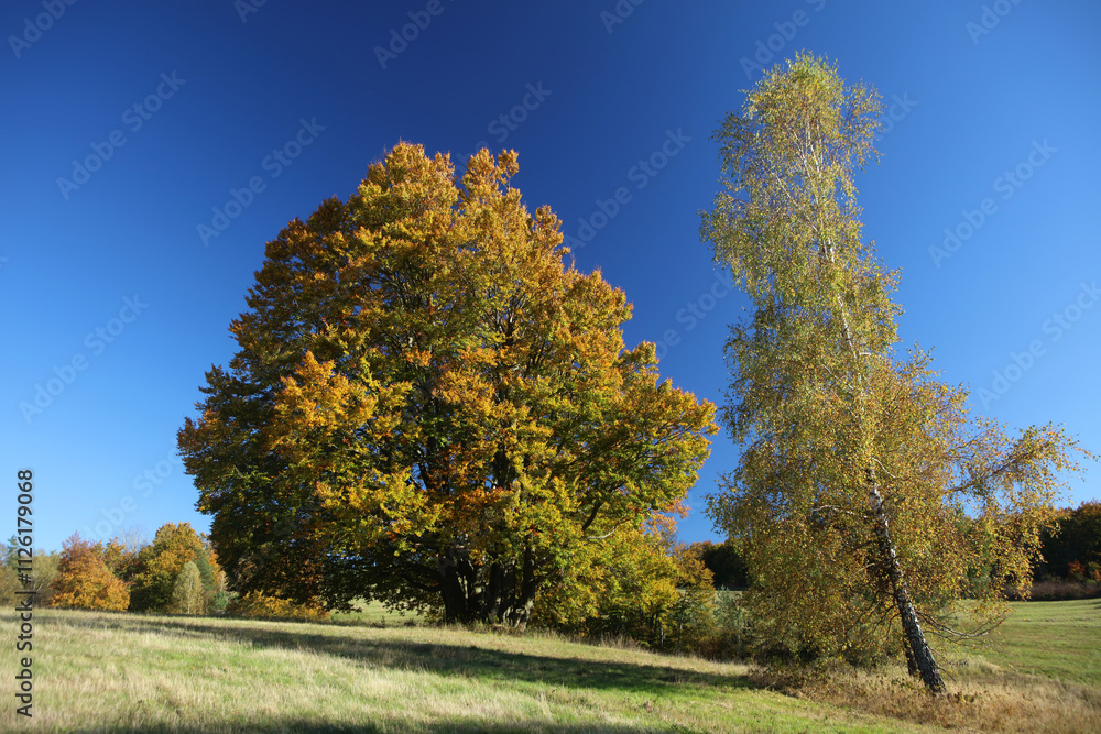 Naklejka premium Autumn landscape of former, abandoned village Jasiel in Low Beskids mountains, Poland