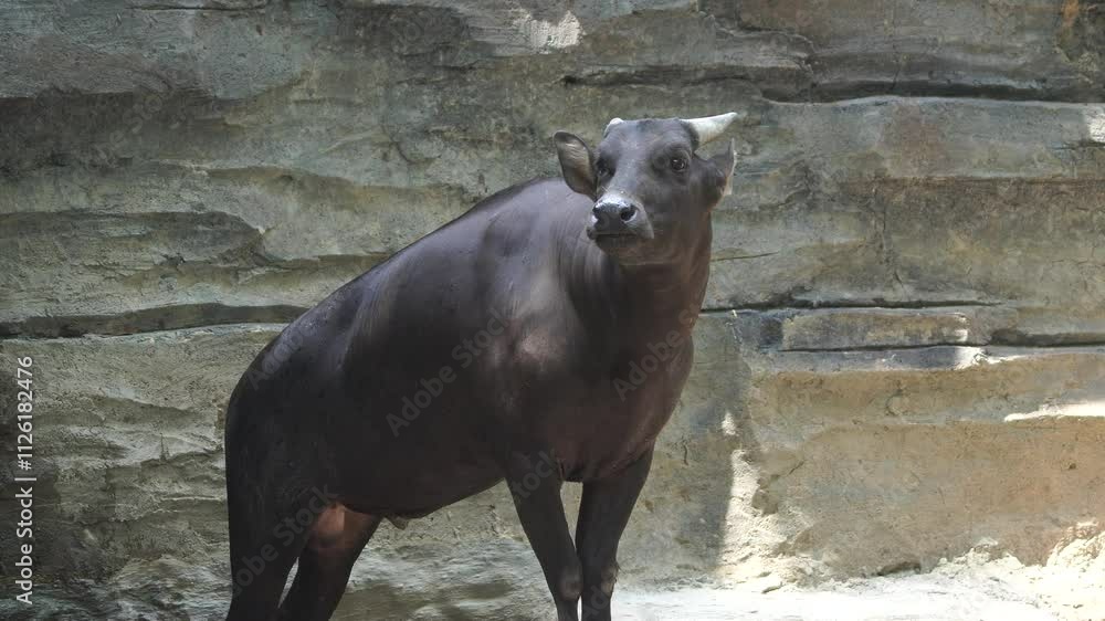 Lowland anoa or Bubalus depressicornis endemic species from Sulawesi walking in the zoo. Lowland anoa or Bubalus depressicornis endemic species from Sulawesi walking in the zoo.