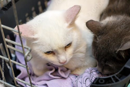 Two kittens in a cage close up