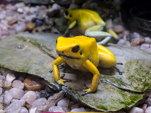 Fotografie Golden poison frogs