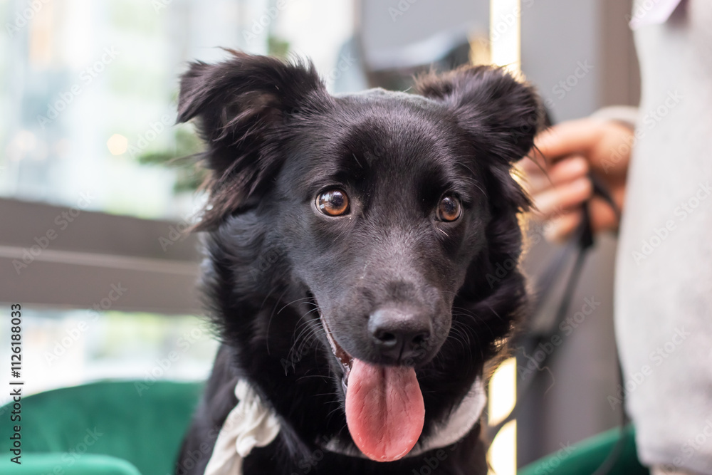A closeup of a lively black dog with its tongue out, showing playfulness A closeup of a lively black dog with its tongue out, showing playfulness