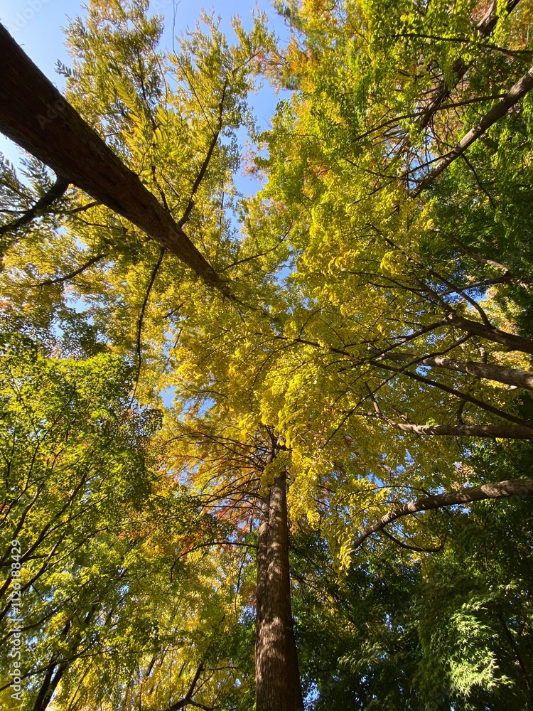 Obraz premium autumn in the forest