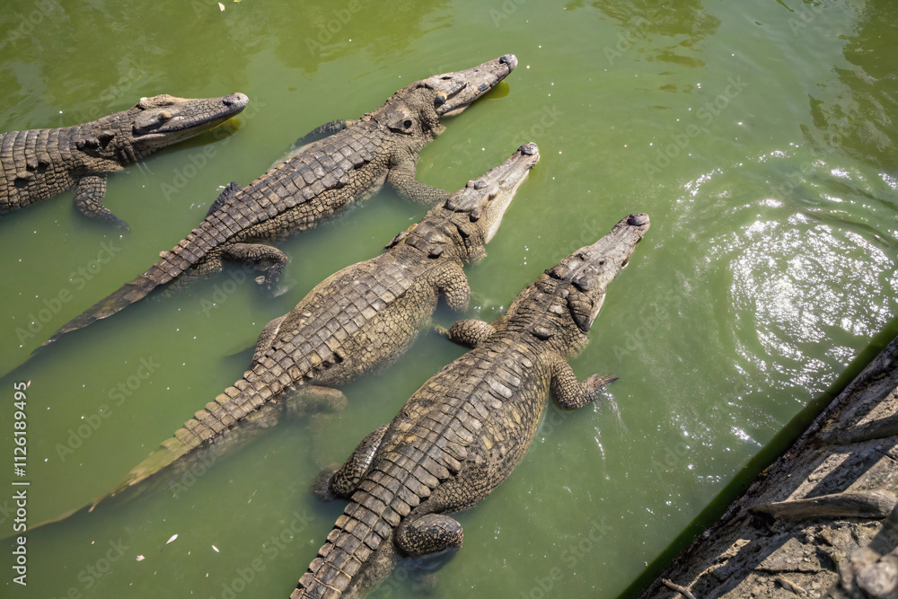 A top-down view of crocodiles lounging in shallow green water, their sharp snouts and rugged tails forming a striking composition A top-down view of crocodiles lounging in shallow green water, their sharp snouts and rugged tails forming a striking composition