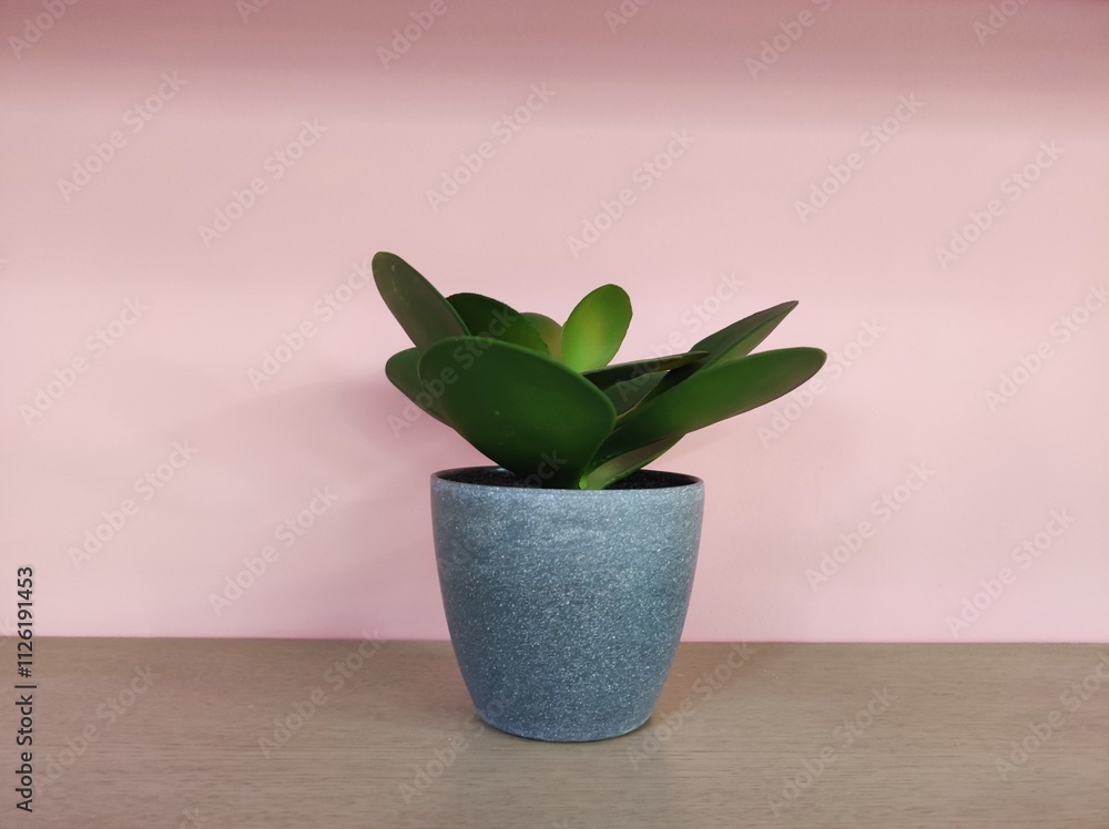 Potted flowers on shelf pink background Potted flowers on shelf pink background