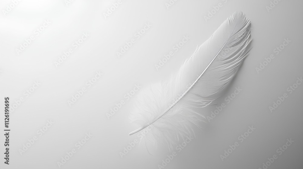 White feather on white background White feather on white background