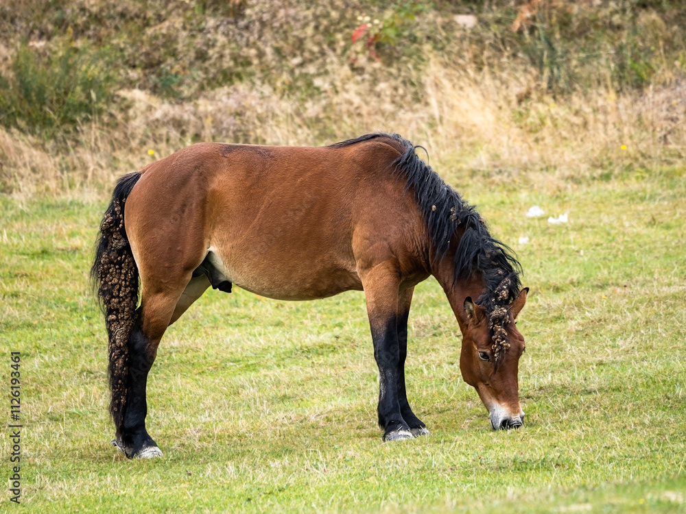 Obraz premium Brown horse stallion male grazing in nature