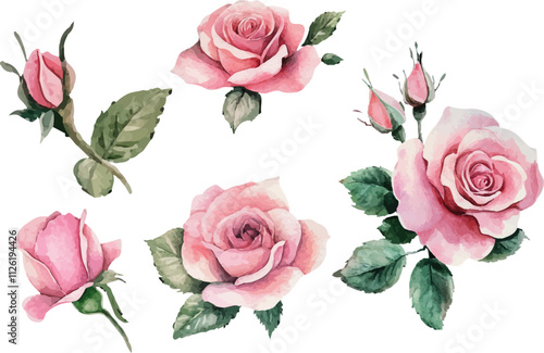 watercolor pink rose flower