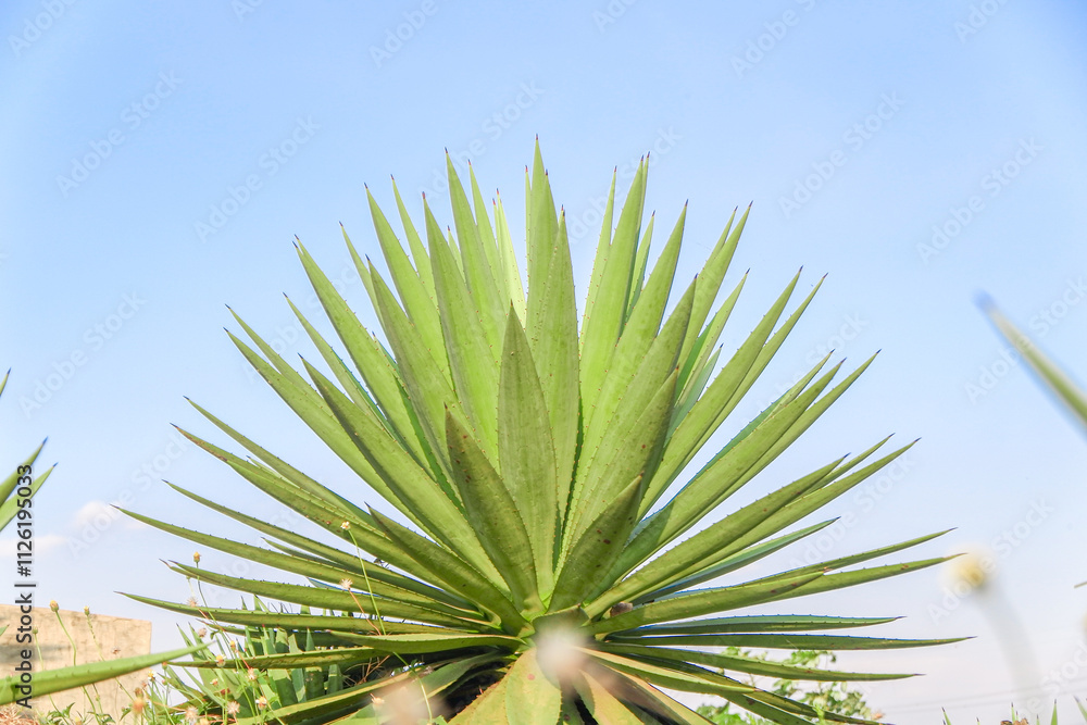 Fototapeta premium Blue agave plants in the garden making tequila industry tequila concept