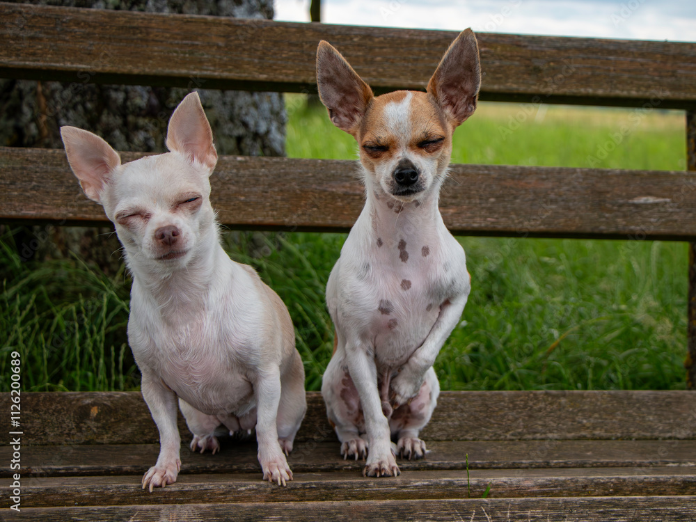 Chihuahua Pärchen, weiße Hündin und Weißbrauner Rüde sitzen auf einer Bank. Chihuahua Pärchen, weiße Hündin und Weißbrauner Rüde sitzen auf einer Bank.