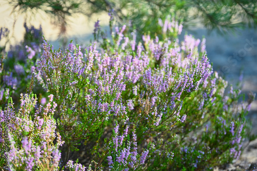 Beautiful forest bush of heather flowers  photo