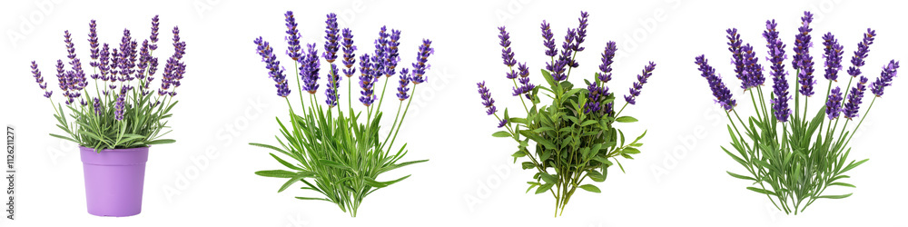 Lavender plants with vibrant purple flowers and lush green leaves Lavender plants with vibrant purple flowers and lush green leaves