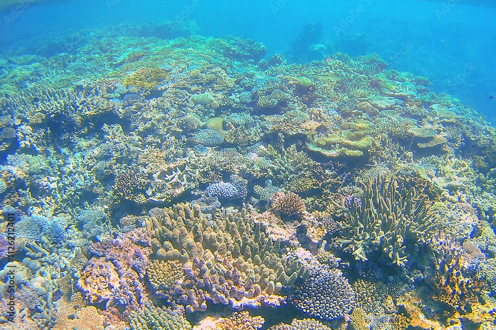 Obraz premium Coral reef off the coast of Gee island in Ouvea lagoon, Loyalty Islands, New Caledonia