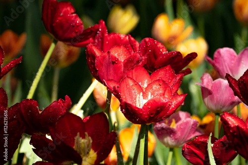 Red Tulib