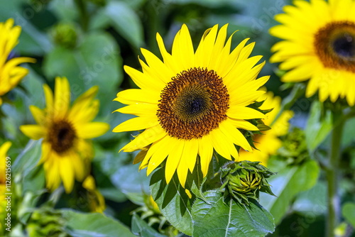 sunflower