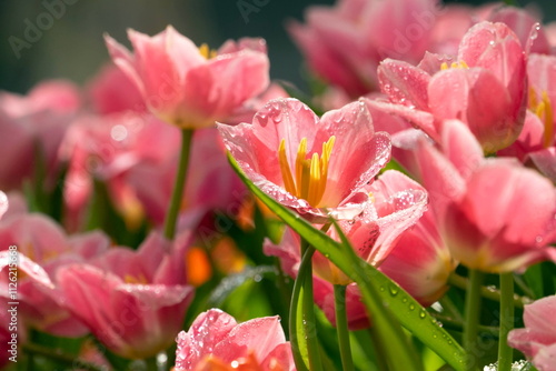 Pink Tulib