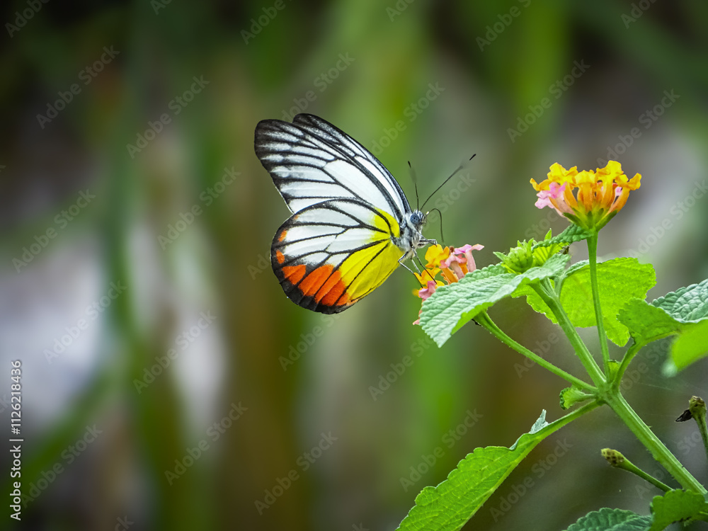 A close-up of a white and yellow butterfly with orange accents, delicately feeding on a cluster of vibrant yellow and pink flowers. A close-up of a white and yellow butterfly with orange accents, delicately feeding on a cluster of vibrant yellow and pink flowers.