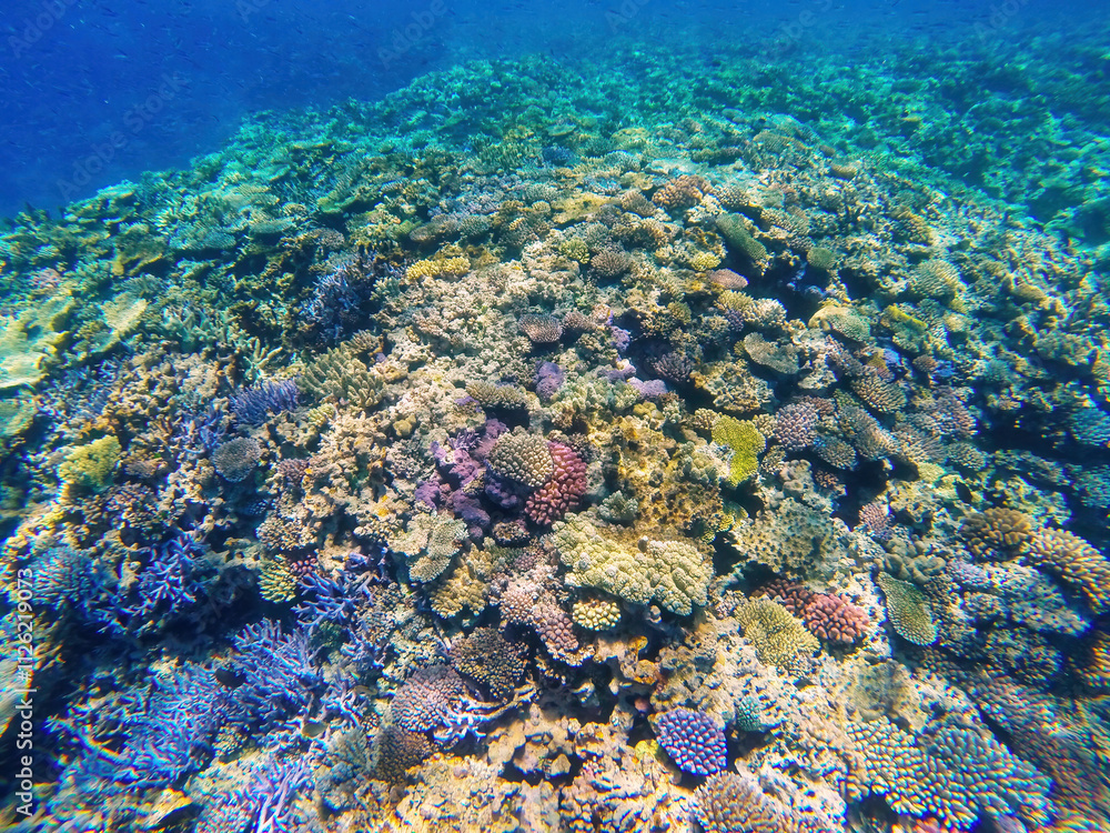 Obraz premium Coral reef off the coast of Gee island in Ouvea lagoon, Loyalty Islands, New Caledonia