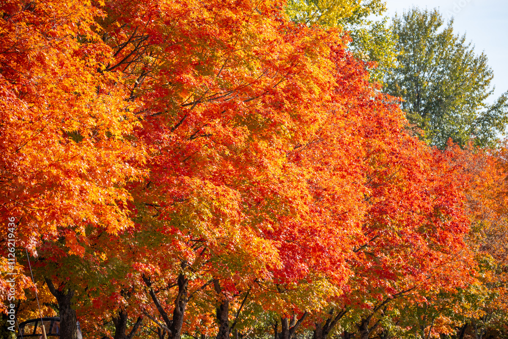 Fall colors Fall colors