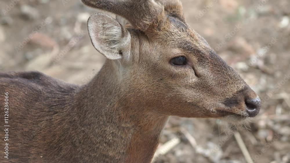 Rusa Bawean or Axis kuhlii, currently only found on Bawean Island, walking and relaxing in a zoo. Rusa Bawean or Axis kuhlii, currently only found on Bawean Island, walking and relaxing in a zoo.