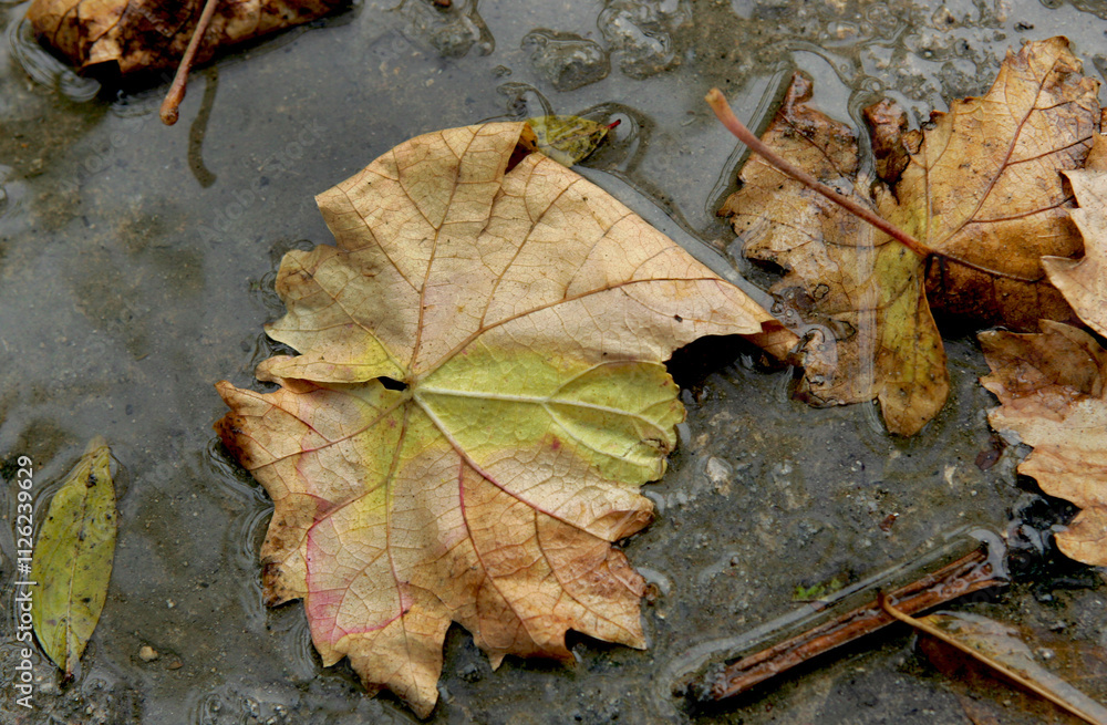 Yellow grape leaves in autumn on the ground Yellow grape leaves in autumn on the ground