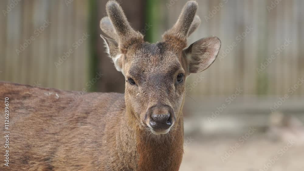 Rusa Bawean or Axis kuhlii, currently only found on Bawean Island, walking and relaxing in a zoo. Rusa Bawean or Axis kuhlii, currently only found on Bawean Island, walking and relaxing in a zoo.
