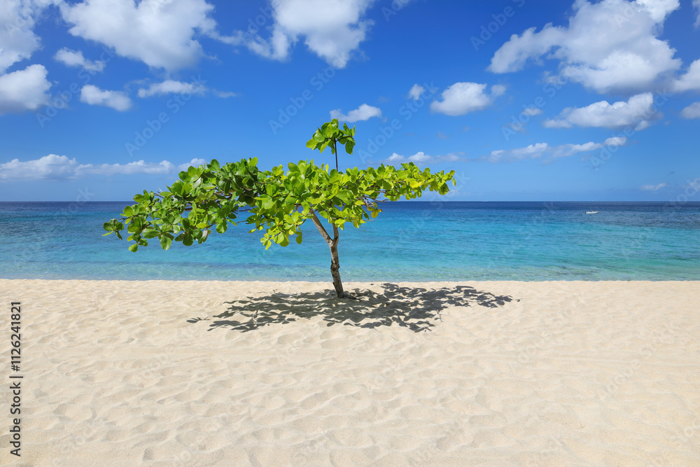 Small shady tree at Magazine Beach on Grenada Island, Grenada. Small shady tree at Magazine Beach on Grenada Island, Grenada.