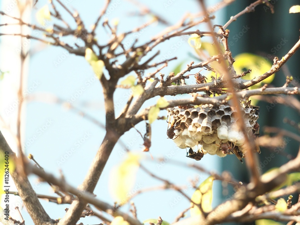 paper wasps and their nest paper wasps and their nest