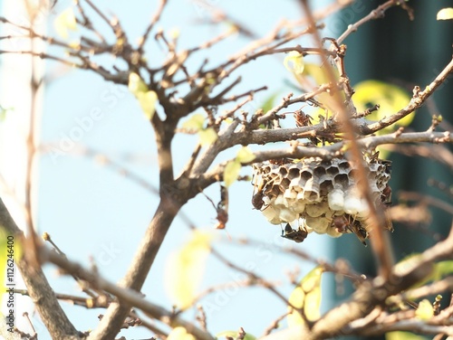 paper wasps and their nest