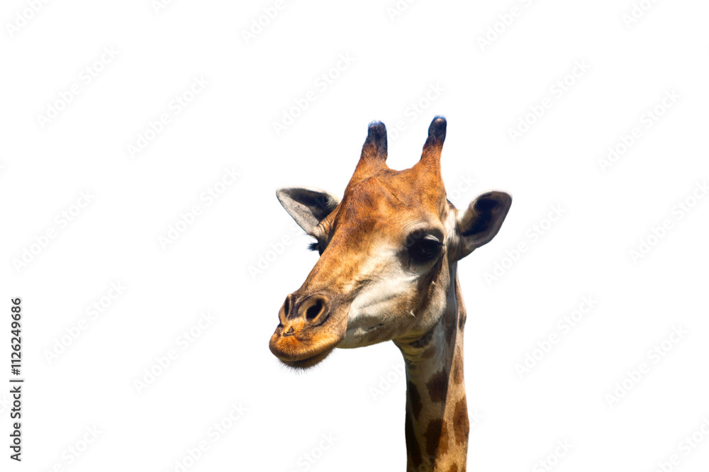 Fototapeta premium close up a head of giraffe