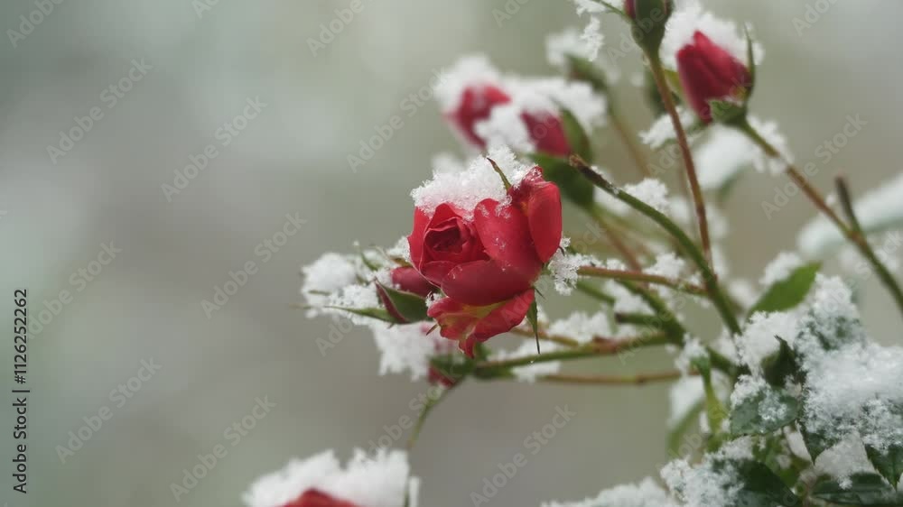 First snow falling on late blossom roses in garden, close up, winter is coming First snow falling on late blossom roses in garden, close up, winter is coming