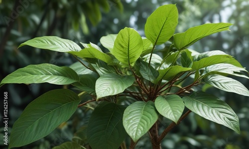 Wallpaper Mural Close-up of wild betel leafbush with antioxidant properties, betel leafbush, herbal Torontodigital.ca