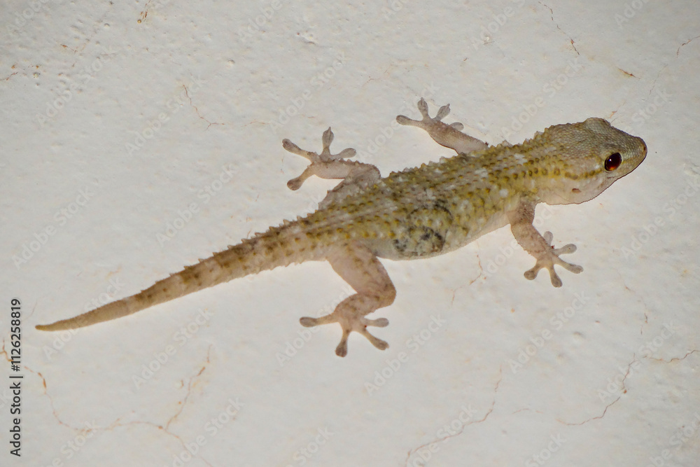 Naklejka premium Tiny Gecko Clinging to a White Wall