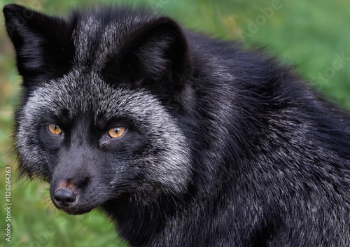 A close up of a Silver Fox (Black fox, Blue fox)