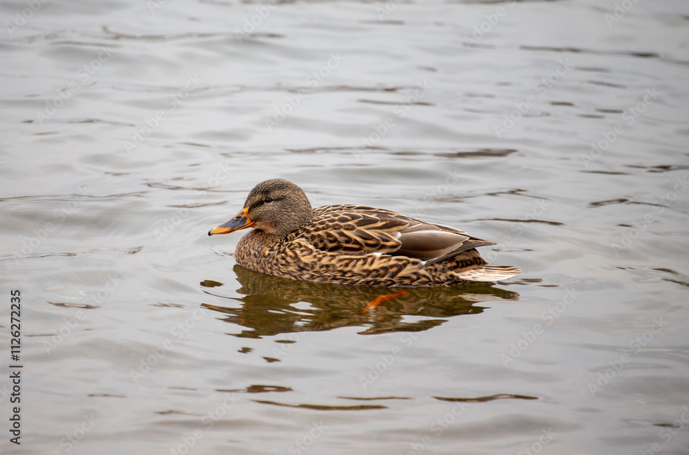 A duck is swimming in a lake A duck is swimming in a lake