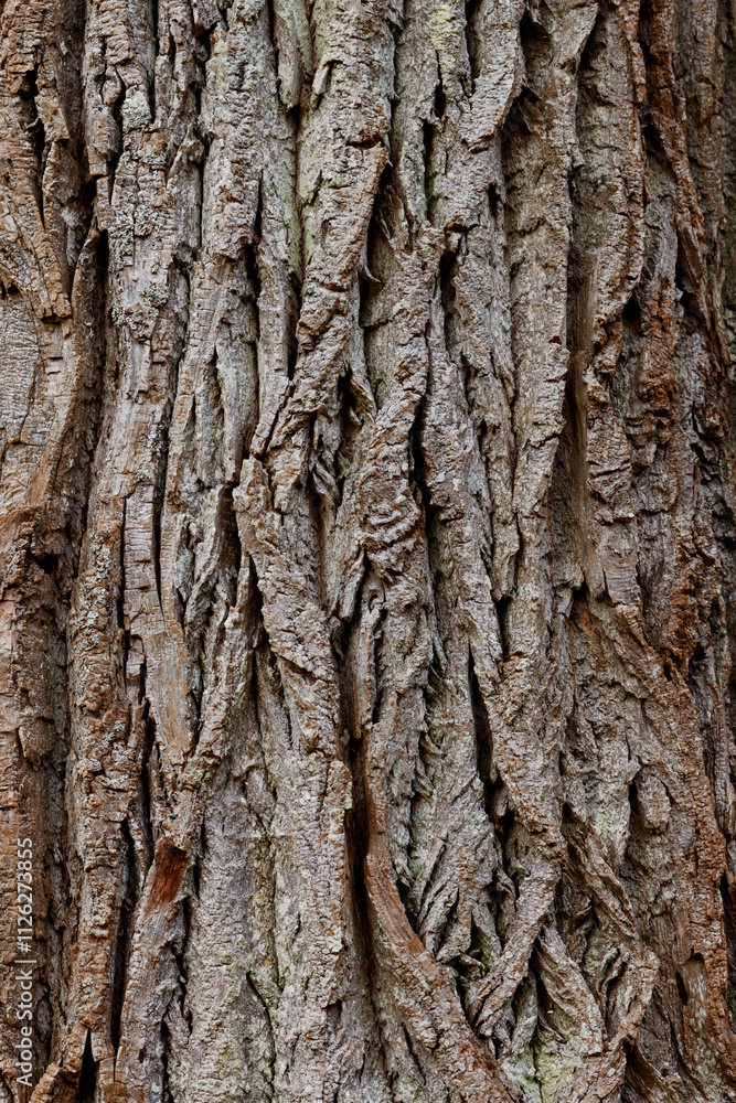 Longitudinally elongated rough texture of the gray-brown bark of a coniferous tree. Loft Longitudinally elongated rough texture of the gray-brown bark of a coniferous tree. Loft