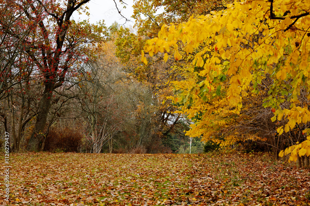 Lawn in the park surrounded by yellow-leaved trees . Birch bark bush .Postcard