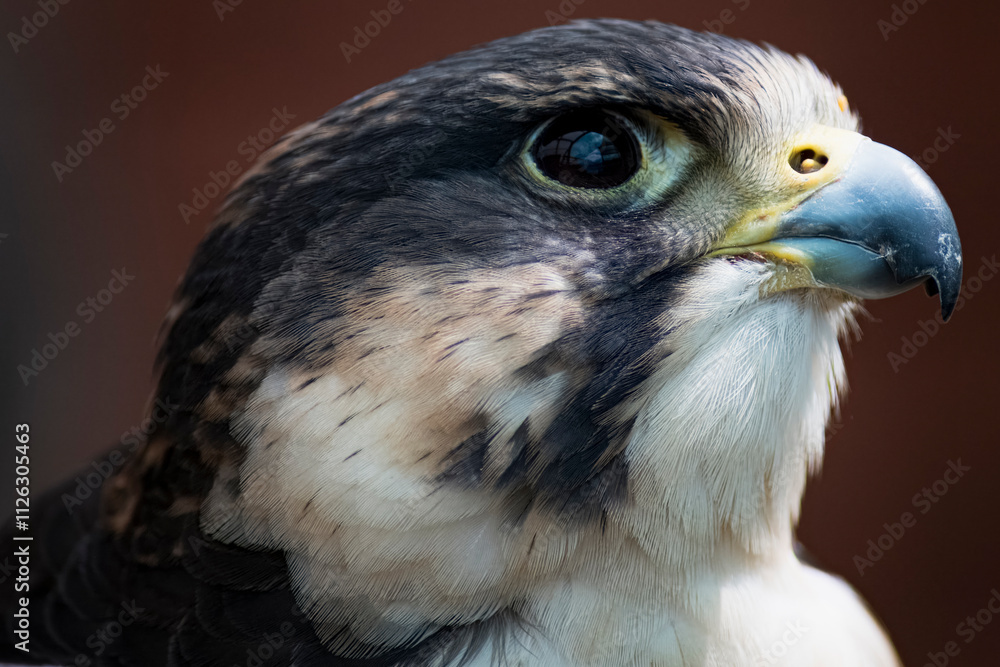 Fototapeta premium The Peregrine Falcon (Falco peregrinus).