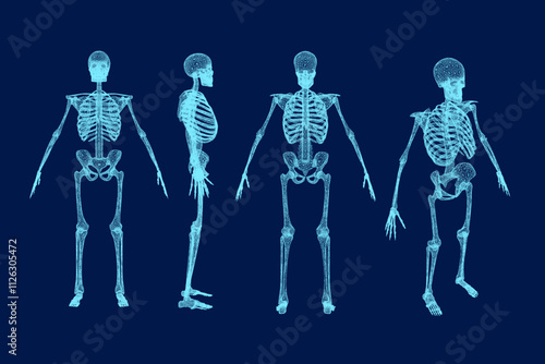 Set wireframe Human Skeleton Anatomy Vector illustration