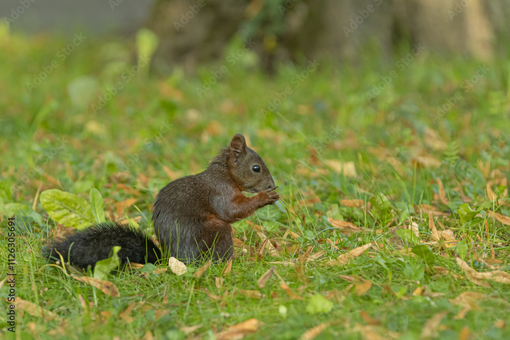 Squirrel on the grass Squirrel on the grass