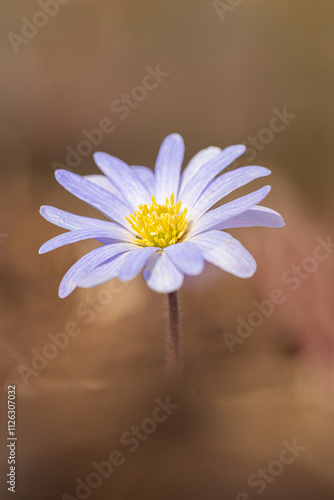 White flower